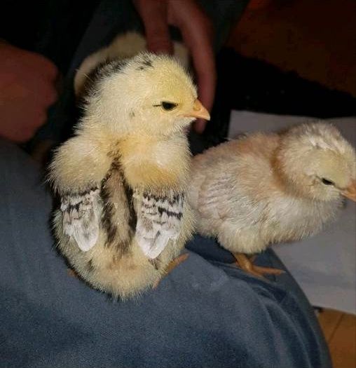 Ameraucana Reinrassig blaue Eier grünliche Eier bunte Eier in Nienburg (Weser)