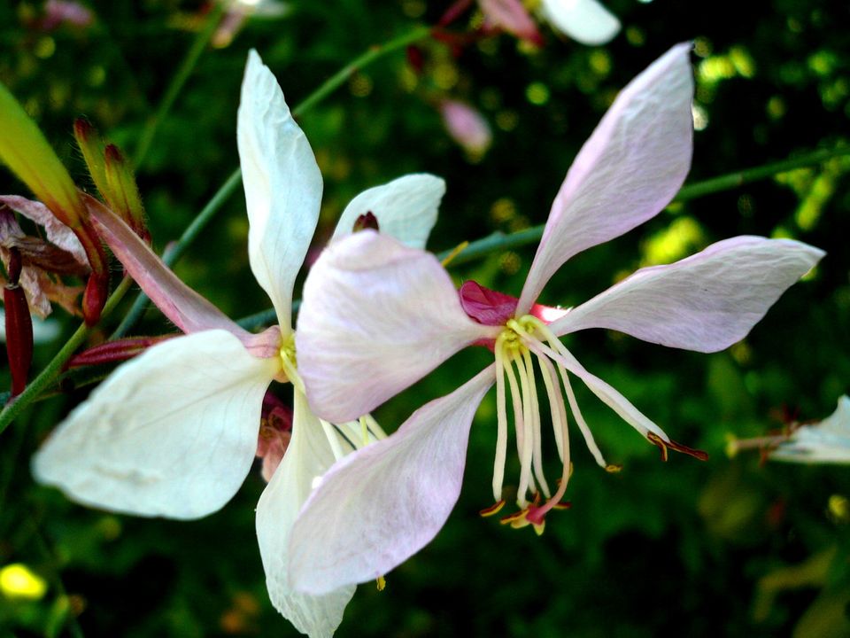 Gaura Prachtkerze trockenheitsverträglich f. Naturgarten in Kümmersbruck