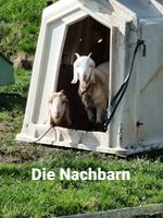 Erholung auf dem Land mit Hund *noch freie Termine im Sommer* Niedersachsen - Nordenham Vorschau