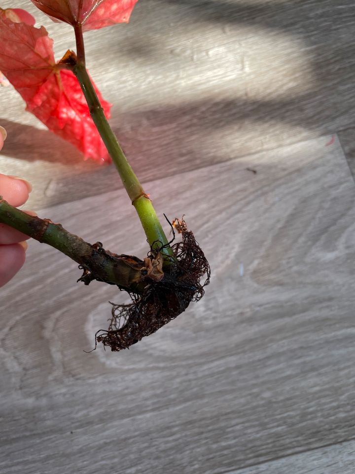 Korallenbegonie, Begonia Corallina, Steckling mit Blatt, bewurzel in Berlin