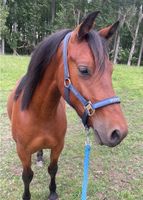 Deutsches Reitpony, 2 Jährig, Wallach Brandenburg - Luckau Vorschau