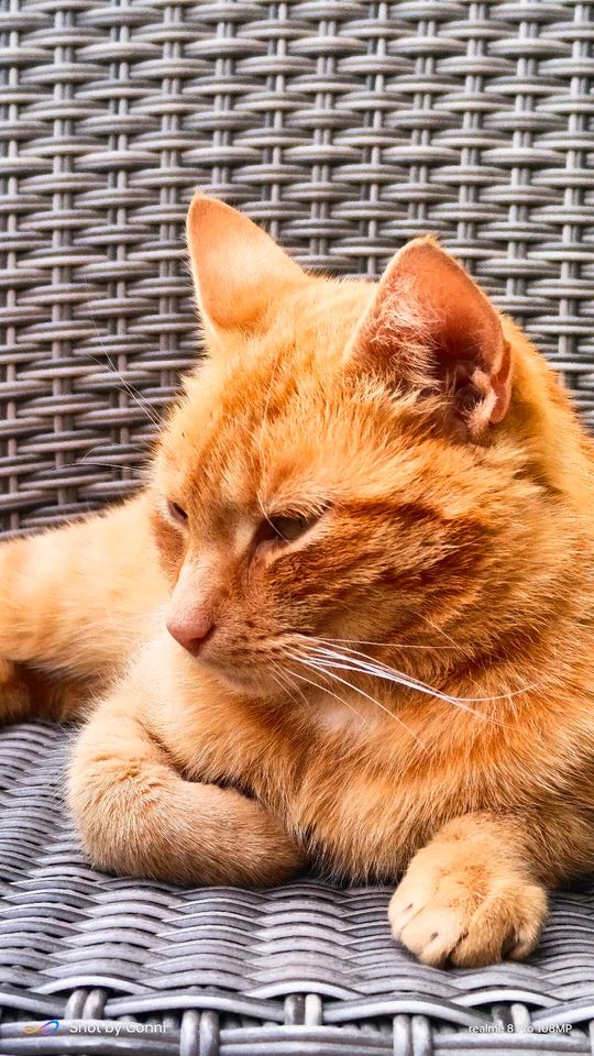 Katze Weibchen kastriert jung orange rot vier Jahre in Horn-Bad Meinberg