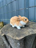 Kaninchen Babys Nordrhein-Westfalen - Nottuln Vorschau