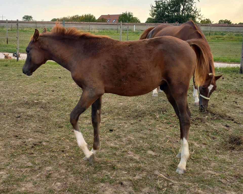 Vollblutaraber Dunkelfuchs Jährling Hengst 4x weiß Warmbluttyp in Hochborn