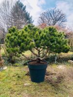 Kiefer Gartenbonsai Pinus mugo Bayern - Eckental  Vorschau