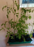 Tomatempflanze Fleischtomate Kiel - Kronshagen Vorschau