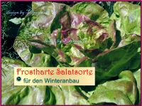 ♥BIO Winterkopf Salat Baquieu Samen,Gemüse,Alte Sorte Tulpenstolz Eimsbüttel - Hamburg Schnelsen Vorschau