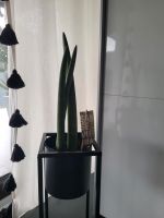 Wunderschöne Grünpflanze Sansevieria Nordrhein-Westfalen - Gütersloh Vorschau