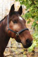 Sensible Holsteiner Warmblut Stute mit Potenzial Borsdorf - Zweenfurth Vorschau