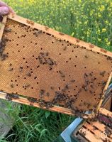 Bienen Ableger Dadant Buckfast Biolandzertifiziert Imker Honig Nordrhein-Westfalen - Overath Vorschau