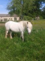 Welsh A Pony, Stute, 10 Jahre, 1,38 m groß Niedersachsen - Lüchow Vorschau