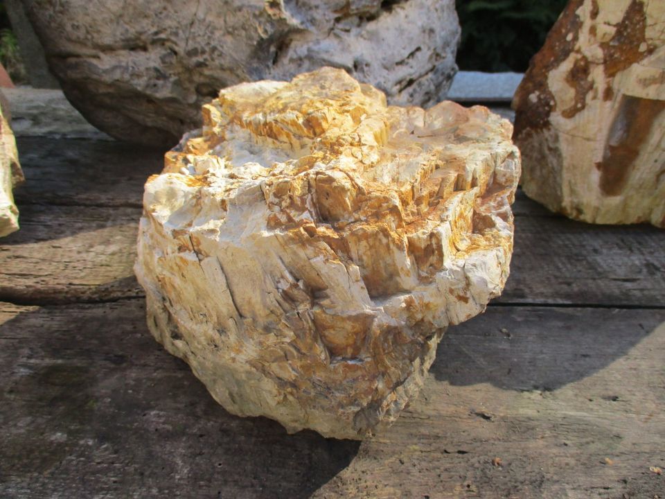 uraltes Versteinertes Holz aus ehem. Steinbruch in Hainichen in Grünhainichen