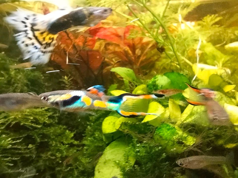 Endler Guppys in Berlin