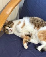 Katze vermisst Niedersachsen - Norden Vorschau