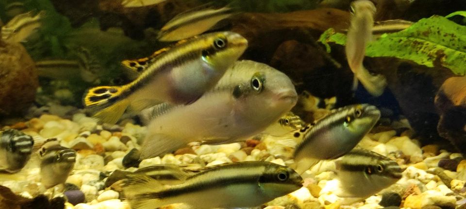 Purpur Prachtbarsch Königscichlide Aquarienfische Zierfische in Ilsede