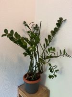 Zamioculcas - Glücksfeder - Pflanze XXL auch für das Büro Dresden - Blasewitz Vorschau