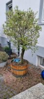 Olivenbaum  ,ca.2.20 m ,30 Jahre alt inkl. Fass Essen - Karnap Vorschau
