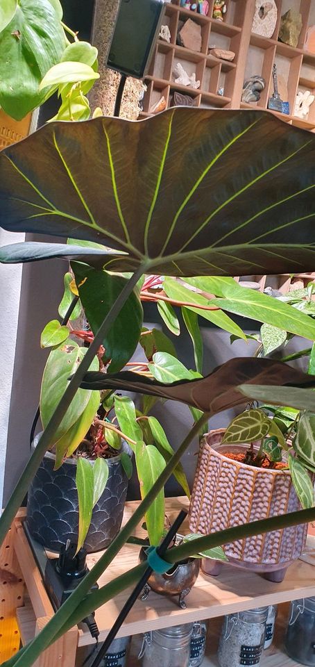 Alocasia Regal Shield Rhizome Babies in Ammersbek