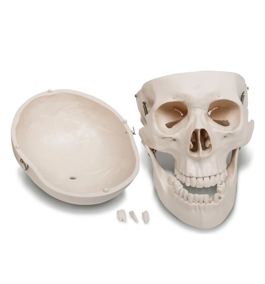 Menschliches Anatomie Skelett 181,5cm ORIGINAL VERPACKT!!! in Hainburg