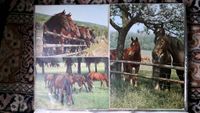 Alte Postkarten Pferde Hunde Katzen Raubvögel Niedersachsen - Meine Vorschau