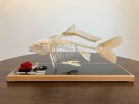 Angeln Fischnachbildung Nachbildung Replikat Anatomie Lehrmittel Baden-Württemberg - Eningen Vorschau