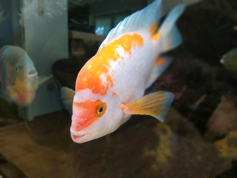 Zitronenbuntbarsch - Amphilophus citrinellus - Weibchen in Wangerland