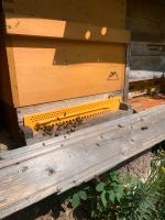 Bienen Wirtschaftsvölker Ableger Bayern - Elsenfeld Vorschau