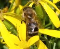 Bienen aus Hobby Imkerei Rheinland-Pfalz - Rehe Vorschau