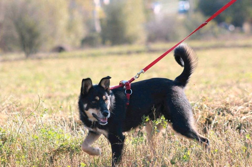 Joey - Schönheit auf der Suche nach dem großen Glück in Rastede