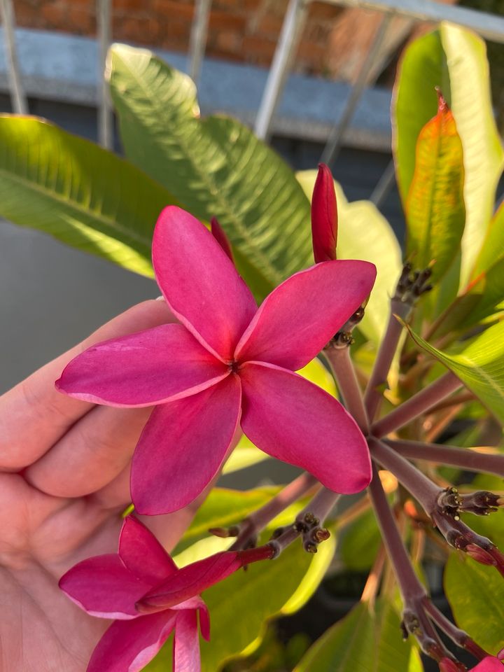 Plumeria verschiedene Sorten in Donzdorf