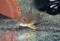 Sterbai Corydoras orangflossen panzerwels zuchtgruppe Sachsen-Anhalt - Halle Vorschau