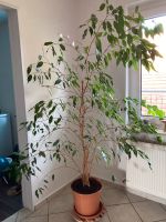 Großer Ficus, Zimmerpflanze für Büro oder Praxis Niedersachsen - Haselünne Vorschau