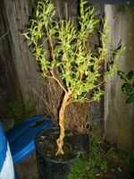 Lockenweide Korkenzieher Weide Salix erythroflexuosa locken weide Baden-Württemberg - Frickingen Vorschau