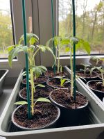 Tomatenpflanzen mehrere Sorten, 100% Biologisch! Niedersachsen - Oberlangen Vorschau