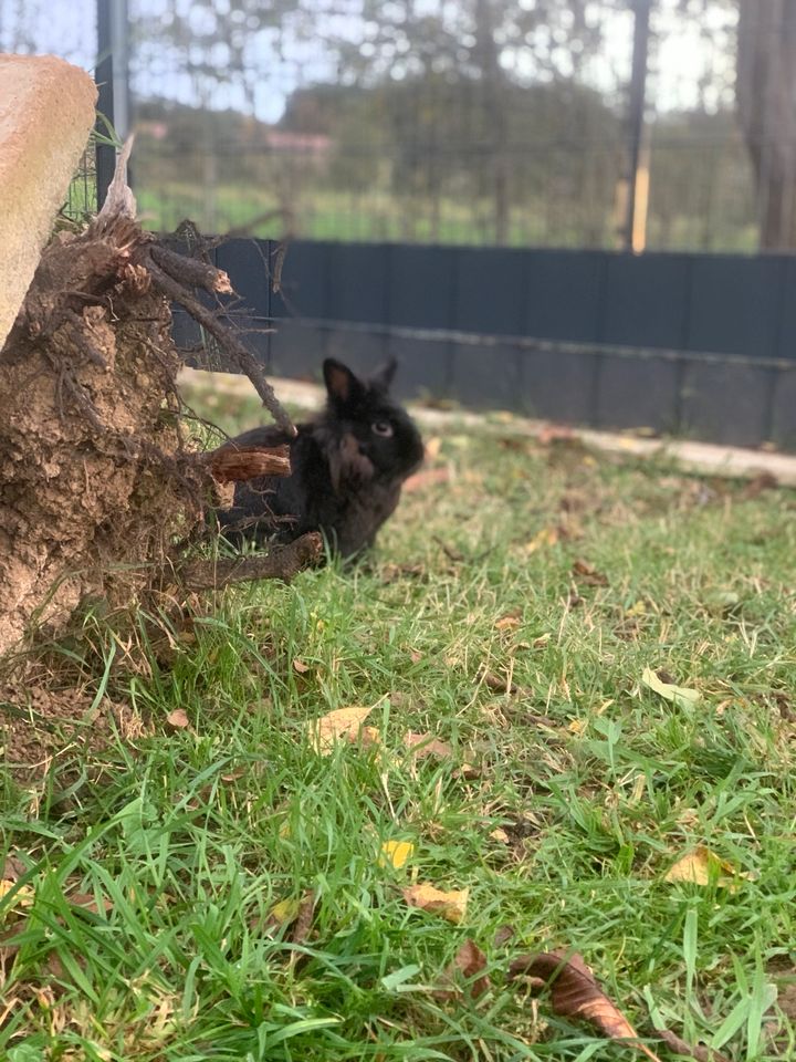 Kaninchen suchen ein zu Hause in Niederstetten