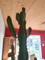 ❣️ Super schöner Euphorbia Kaktus Hydro Hydrokultur Büro Privat Hessen - Pohlheim Vorschau