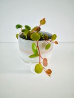 Peperomia Pepperspot Zwergpfeffer Zimmerpflanze Bayern - Herzogenaurach Vorschau