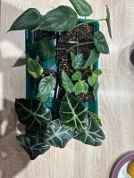 Alocasia Polly Silver Dragon Dragon Scale Zimmerpflanzen Bayern - Marktleugast Vorschau