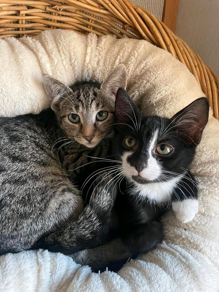 Kitten, Katzenbaby,Katze, kastriert EKH❤️ Pearl ❤️ in Jessen (Elster)