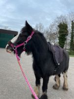 4- jähriges Kinderpony zu verkaufen Nordrhein-Westfalen - Rheine Vorschau