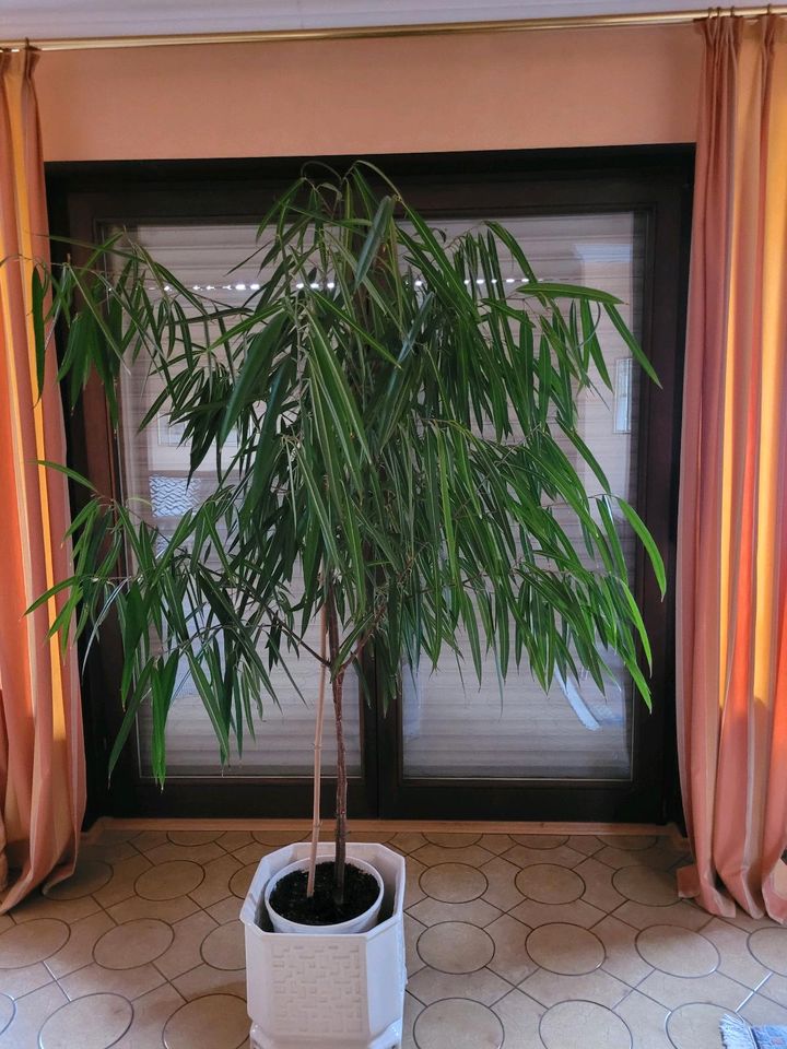 Drachenbaum - 180 cm hoch, 100 cm breit in Leimen