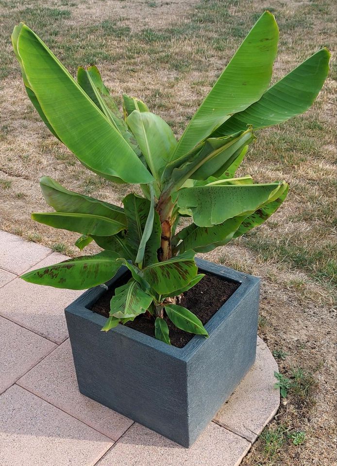 Bananenstaude Babanenpflanze Bananenbaum in Buchen (Odenwald)