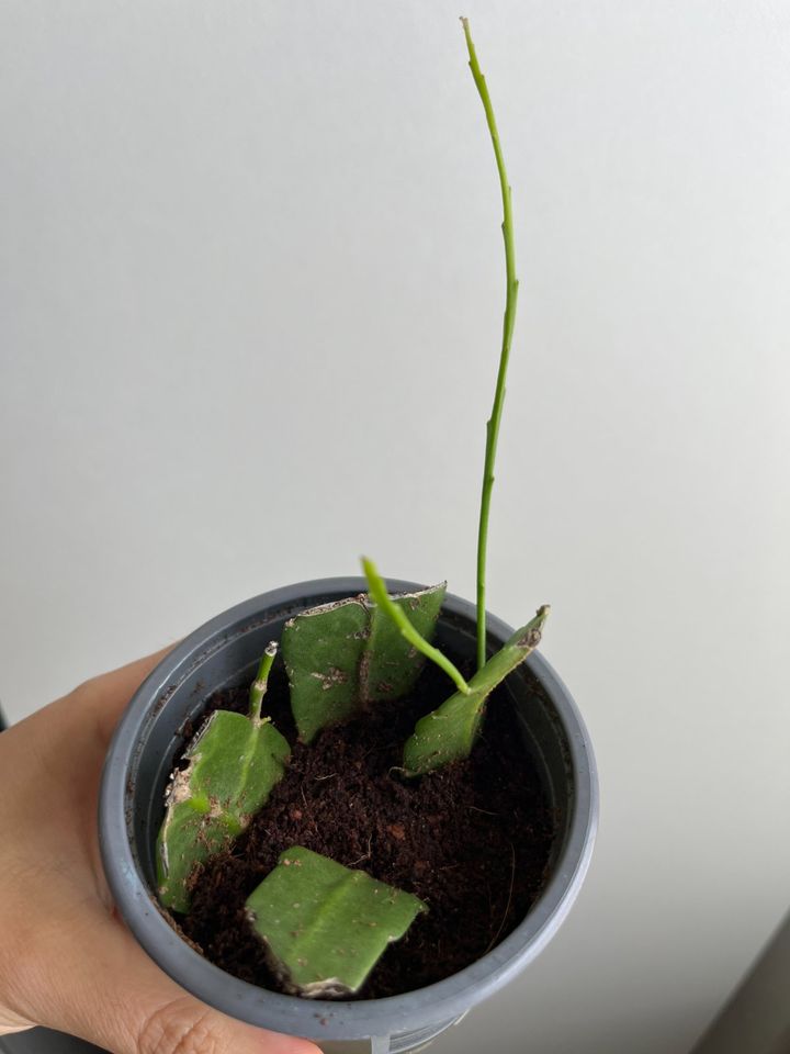 Epiphyllum Blattkaktus in Neusäß
