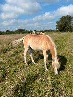 Original Haflinger Jährling Hengst (Wallach) Niedersachsen - Großefehn Vorschau