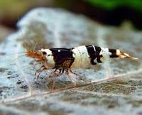 Black Bee Zweggarnelen Niedersachsen - Lengede Vorschau