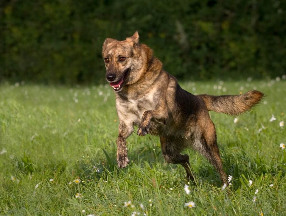 Schäferhund Mischling Gellu: sucht sein Zuhause zum Glücklichsein in Kenzingen