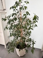 Birkenfeige Ficus Benjamina im Topf 145cm Nordrhein-Westfalen - Eschweiler Vorschau