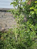 Säulenapfel Pompink Malus Apfel Baum Garten Nordrhein-Westfalen - Bergkamen Vorschau