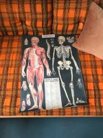 Cavallini Poster Anatomie Muskeln Medizin, Geschenk Papier Bild Friedrichshain-Kreuzberg - Friedrichshain Vorschau