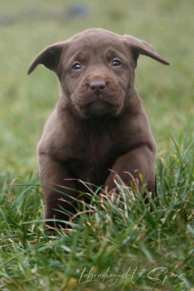 Labrador-welpen reinrassig in Seega